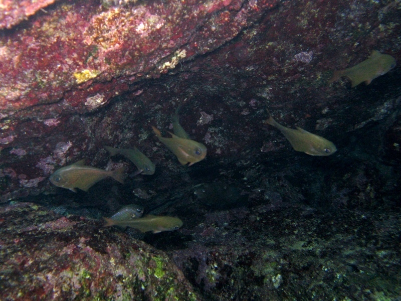 Pempheris mangula - specie lessepsiana